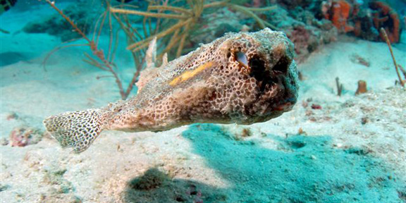 Dive With South Florida Diving Headquarters